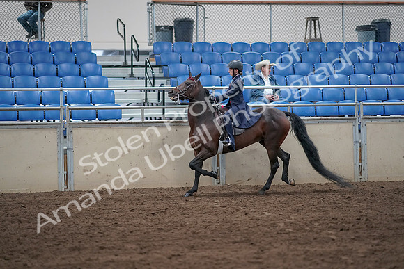 2019 Morgan Horse Show - Sept 01, 2019 - 12752