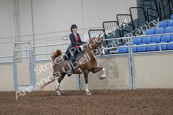 2020 - AB Morgan Horse - Fri, Sept 04 - 09847