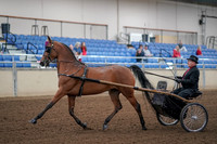 2019 Morgan Horse Show - Aug 30, 2019 - 13026