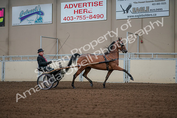 2019 Morgan Horse Show - Aug 30, 2019 - 13425