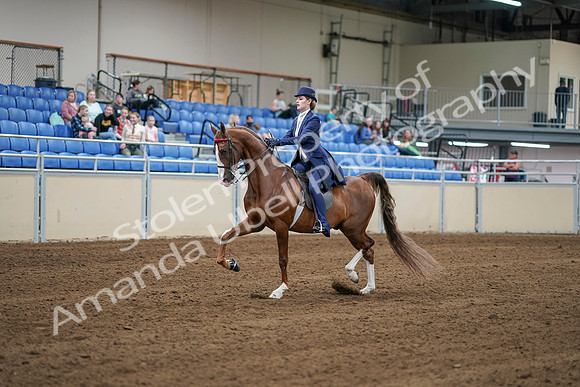 2020 - AB Morgan Horse - Sat, Sept 05 - 06219