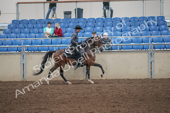 2019 Morgan Horse Show - Aug 31, 2019 - 06152