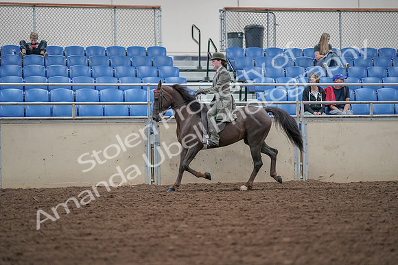 2019 Morgan Horse Show - Aug 30, 2019 - 15524