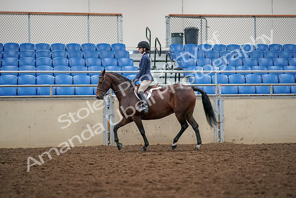 2019 Morgan Horse Show - Aug 30, 2019 - 23222