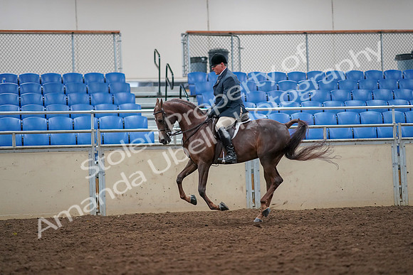 2019 Morgan Horse Show - Aug 30, 2019 - 17430