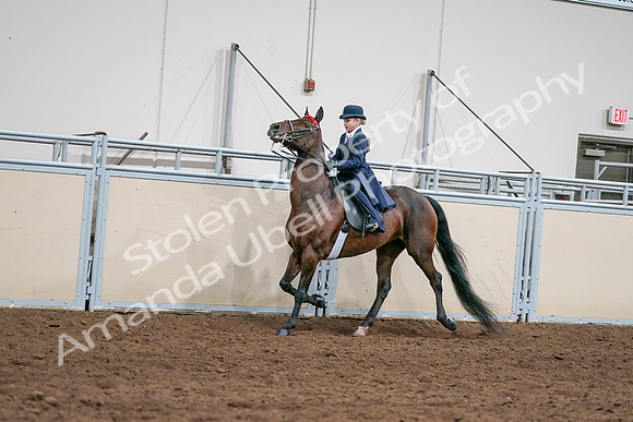 2020 - AB Morgan Horse - Sat, Sept 05 - 04805