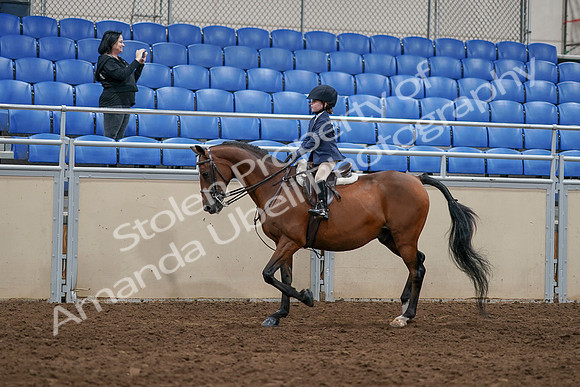 2020 - AB Morgan Horse - Sun, Sept 06 - 07687