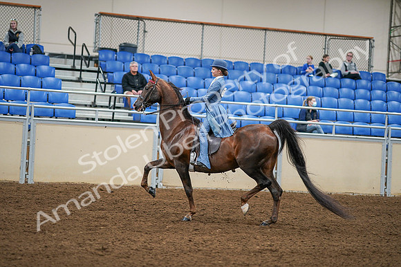 2020 - AB Morgan Horse - Fri, Sept 04 - 04868