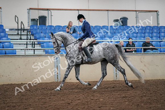 2019 Morgan Horse Show - Aug 30, 2019 - 16045