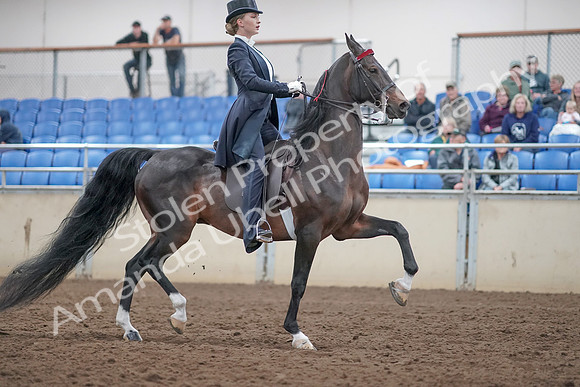 2019 Morgan Horse Show - Aug 31, 2019 - 20708