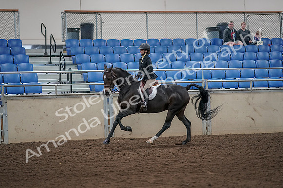 2019 Morgan Horse Show - Aug 31, 2019 - 05025