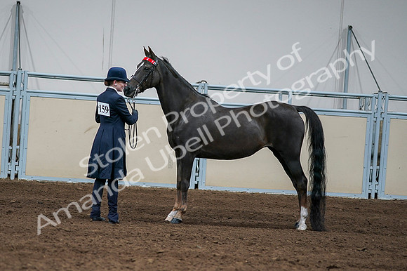 2020 - AB Morgan Horse - Fri, Sept 04 - 00708