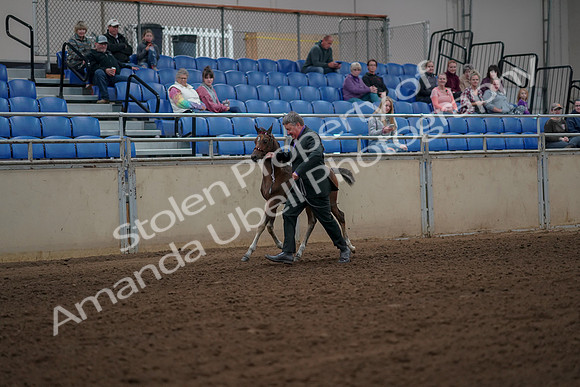 2019 Morgan Horse Show - Aug 30, 2019 - 24774