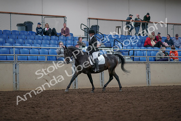 2019 Morgan Horse Show - Aug 31, 2019 - 16639