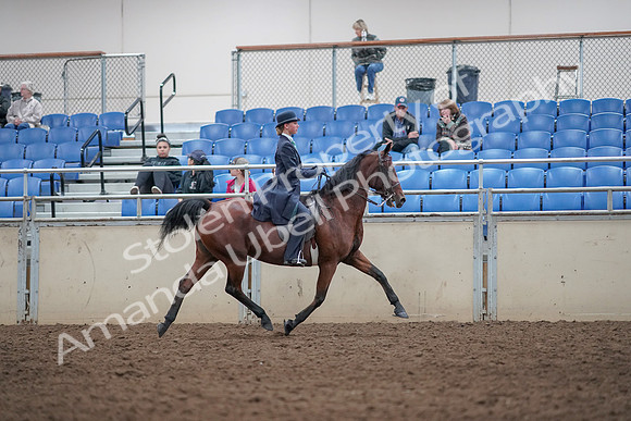 2019 Morgan Horse Show - Aug 31, 2019 - 09600