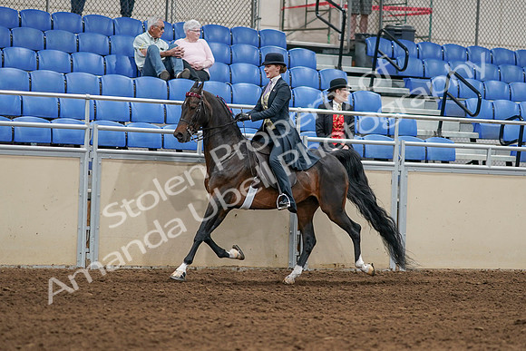 2020 - AB Morgan Horse - Sat, Sept 05 - 06295