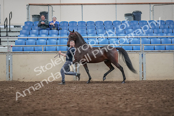 2019 Morgan Horse Show - Aug 31, 2019 - 03653