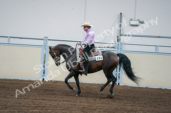 2020 - AB Morgan Horse - Fri, Sept 04 - 00547