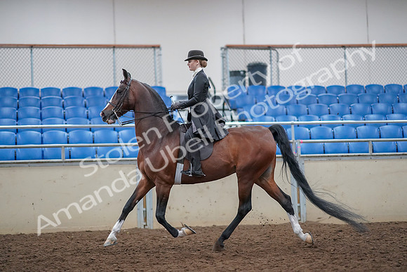2019 Morgan Horse Show - Aug 30, 2019 - 21412