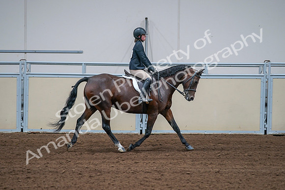 2020 - AB Morgan Horse - Fri, Sept 04 - 01812