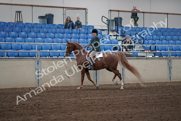 2019 Morgan Horse Show - Sept 01, 2019 - 12308