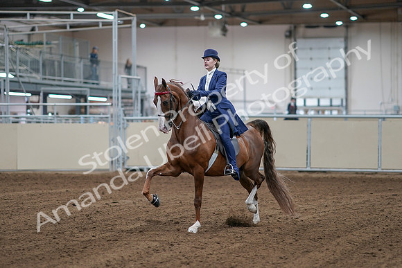 2020 - AB Morgan Horse - Sat, Sept 05 - 06064