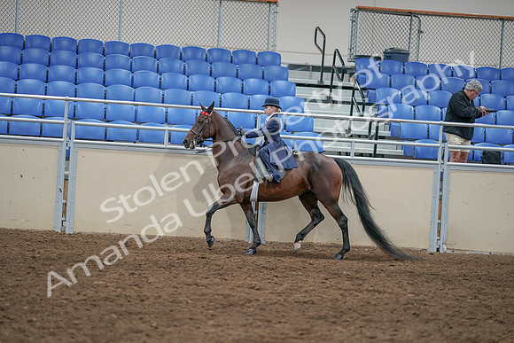 2020 - AB Morgan Horse - Sat, Sept 05 - 04789