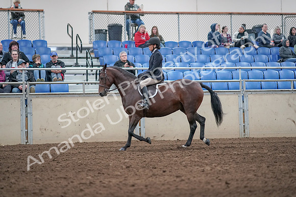 2019 Morgan Horse Show - Aug 31, 2019 - 19430