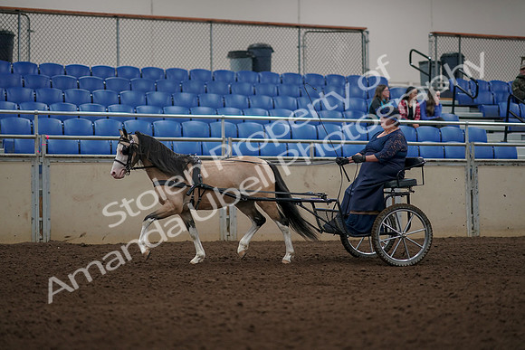 2019 Morgan Horse Show - Aug 31, 2019 - 04335