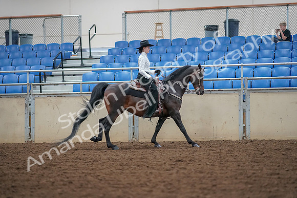 2019 Morgan Horse Show - Aug 30, 2019 - 16959