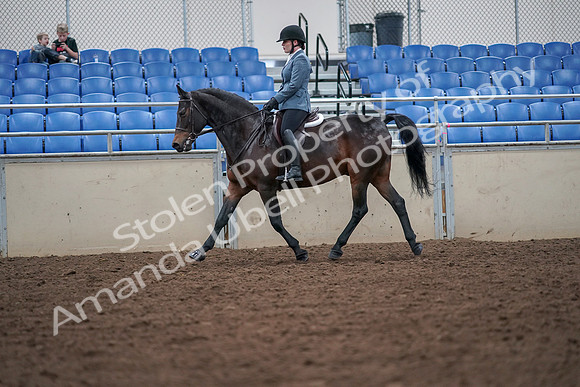 2019 Morgan Horse Show - Aug 30, 2019 - 18421