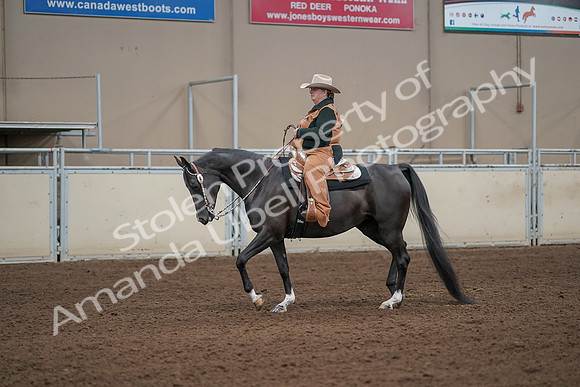 2019 Morgan Horse Show - Aug 31, 2019 - 06054