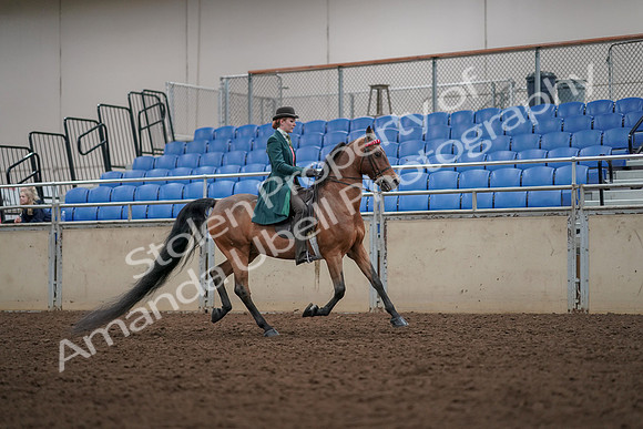 2019 Morgan Horse Show - Aug 30, 2019 - 28057