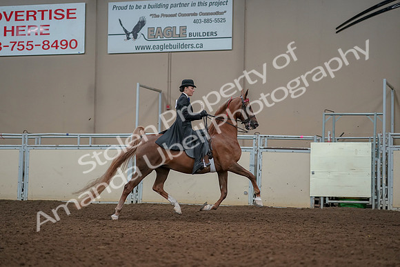 2019 Morgan Horse Show - Aug 30, 2019 - 25283