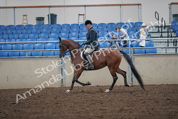 2019 Morgan Horse Show - Aug 31, 2019 - 14962