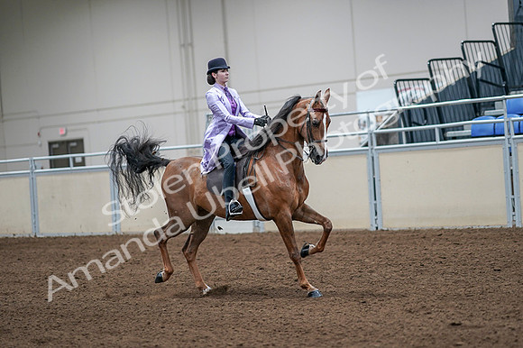 2020 - AB Morgan Horse - Fri, Sept 04 - 05168