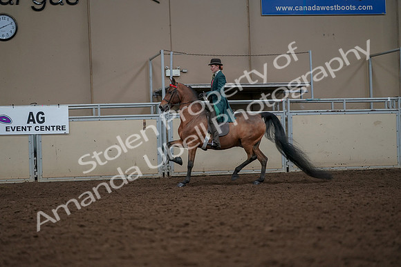 2019 Morgan Horse Show - Aug 30, 2019 - 27923