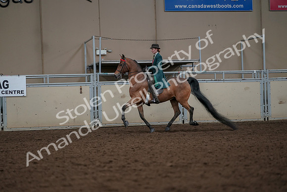 2019 Morgan Horse Show - Aug 30, 2019 - 27920