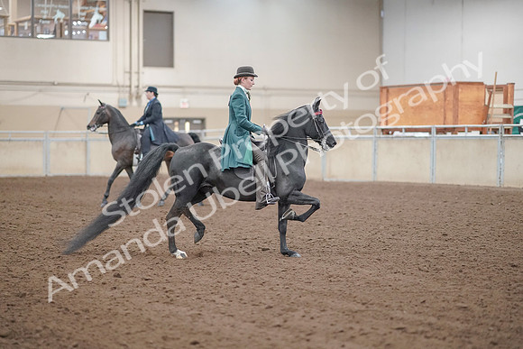 2019 Morgan Horse Show - Aug 30, 2019 - 15630