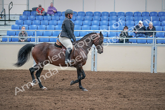 2020 - AB Morgan Horse - Sat, Sept 05 - 09354