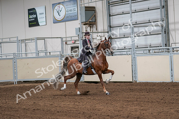 2020 - AB Morgan Horse - Sat, Sept 05 - 06424