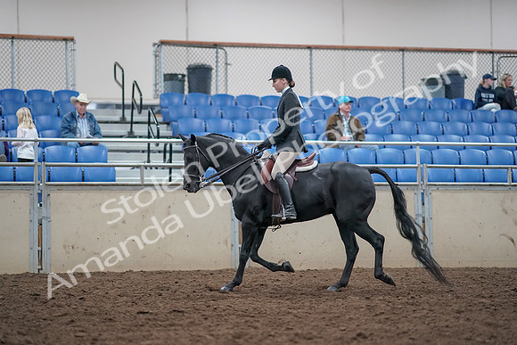 2019 Morgan Horse Show - Aug 31, 2019 - 14976