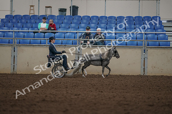 2019 Morgan Horse Show - Aug 31, 2019 - 04432