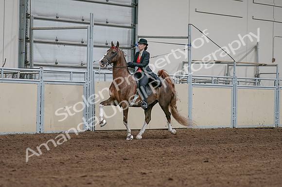 2020 - AB Morgan Horse - Fri, Sept 04 - 09706