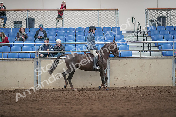 2019 Morgan Horse Show - Aug 31, 2019 - 07420