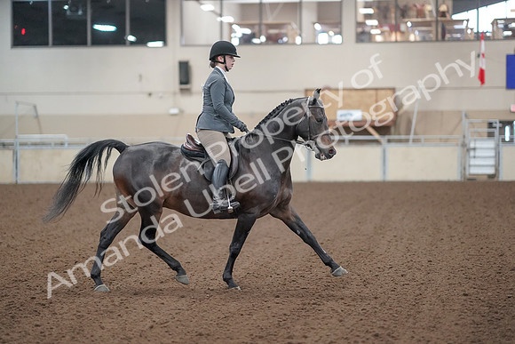 2019 Morgan Horse Show - Sept 01, 2019 - 11020