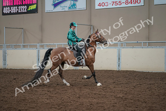 2019 Morgan Horse Show - Aug 30, 2019 - 30635
