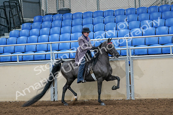 2020 - AB Morgan Horse - Sat, Sept 05 - 13817