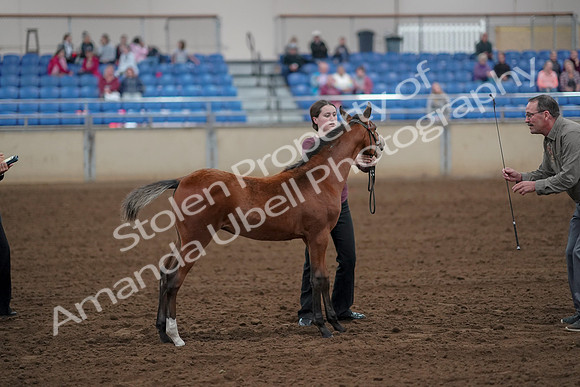 2019 Morgan Horse Show - Aug 30, 2019 - 24816