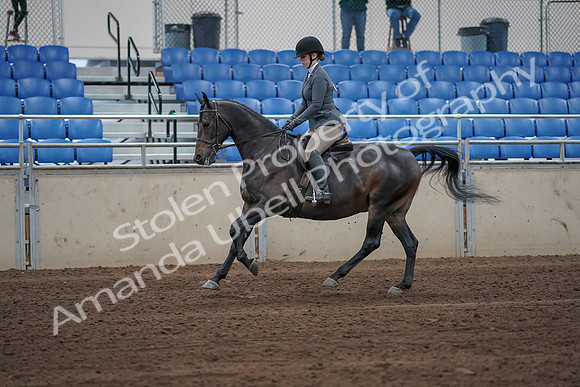 2019 Morgan Horse Show - Sept 01, 2019 - 10965_1